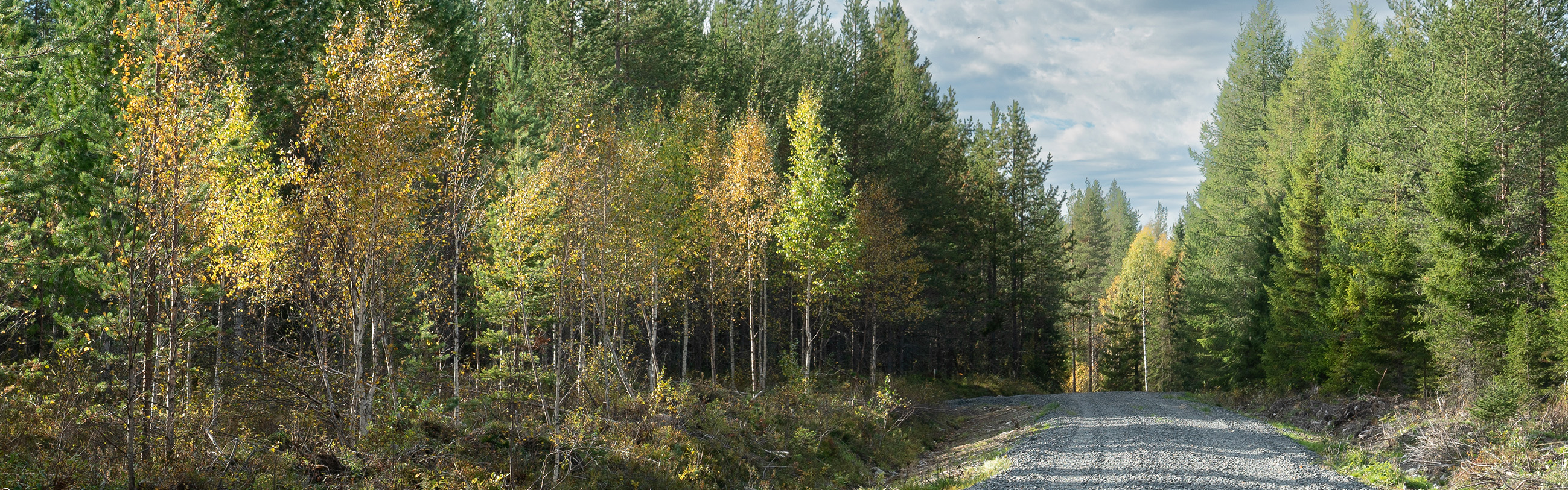 Rovaniemi2024_30_blandskog.jpg