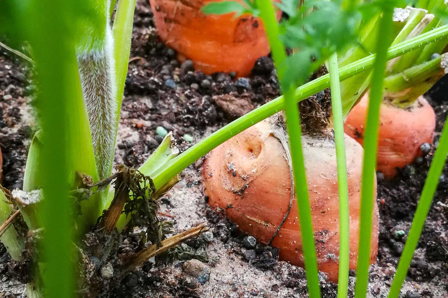 Carrots growing in the ground