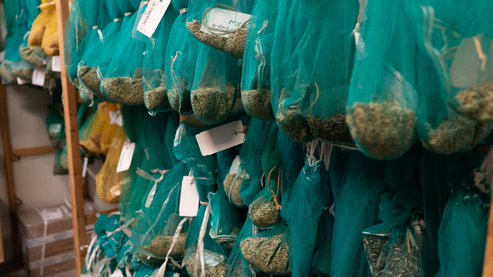 Cereals hanging in net pouches in NordGen's drying room