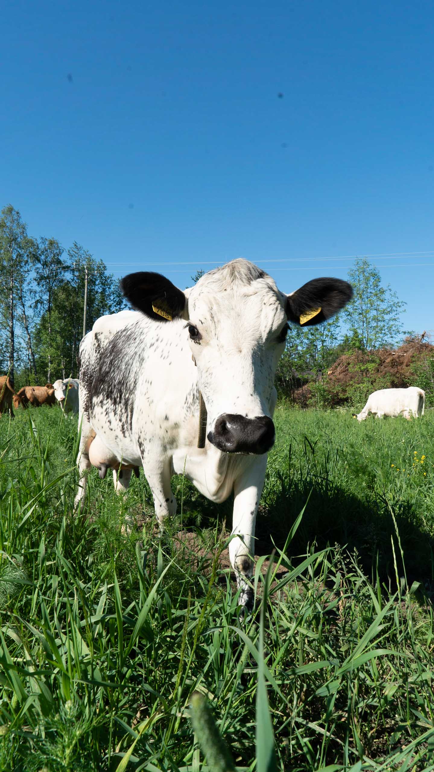 White Finncattle looking into the camera