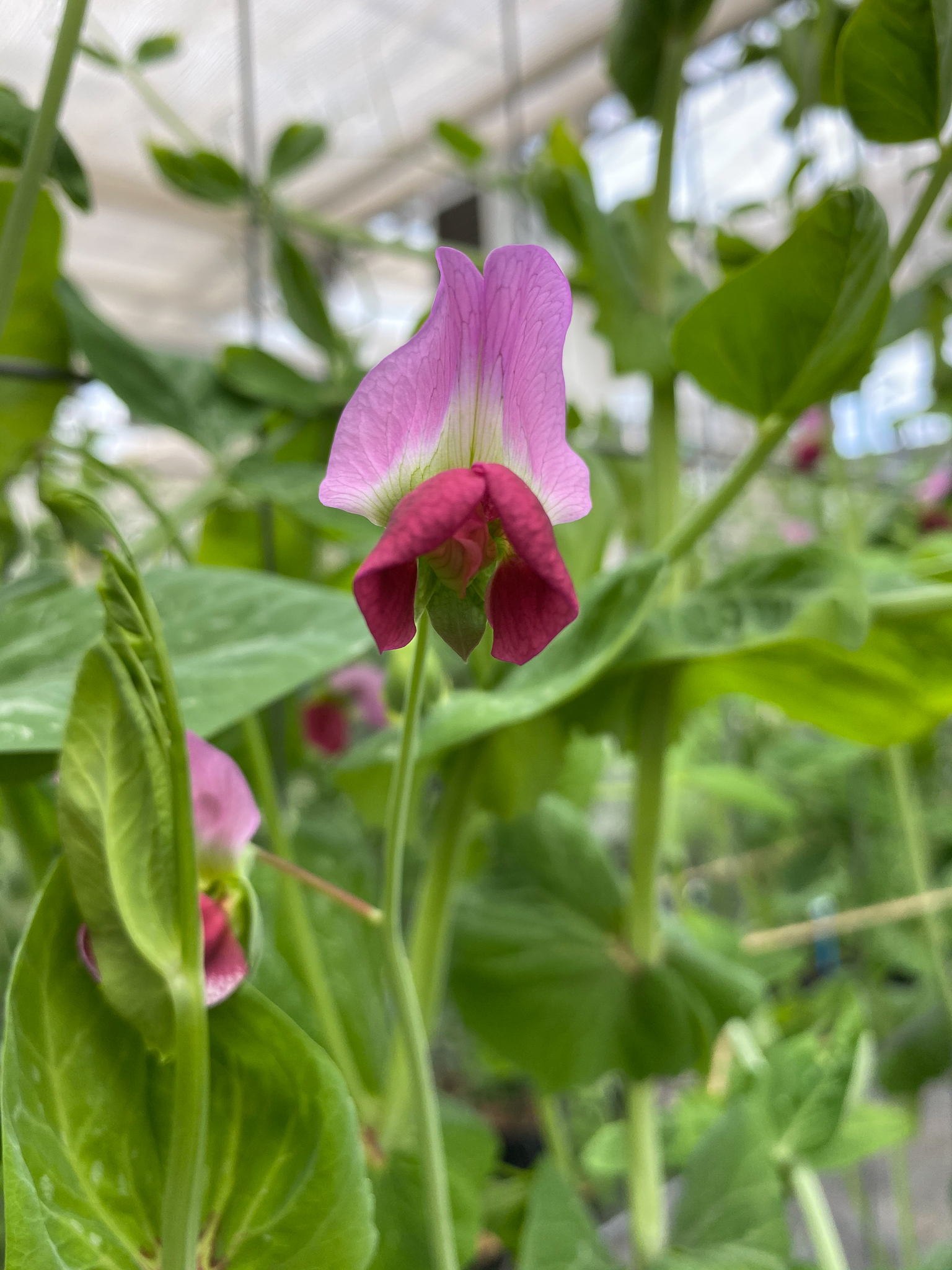 Purple pea flower