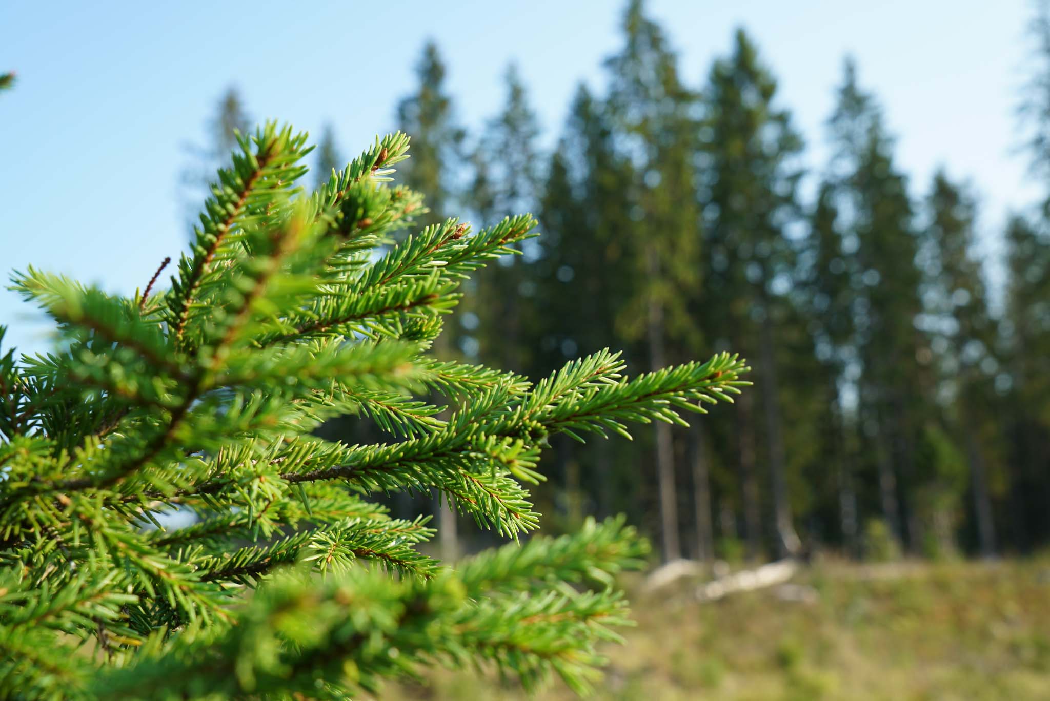 Closeup of spruce