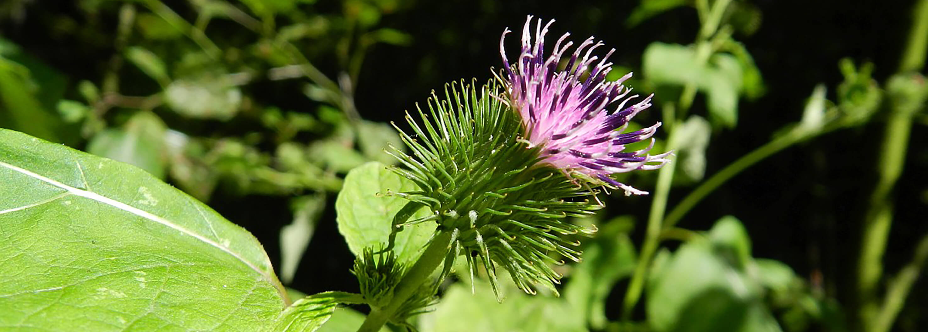 2Arctium lappa 13, Grote klit, Saxifraga-Rutger Barendse.jpg