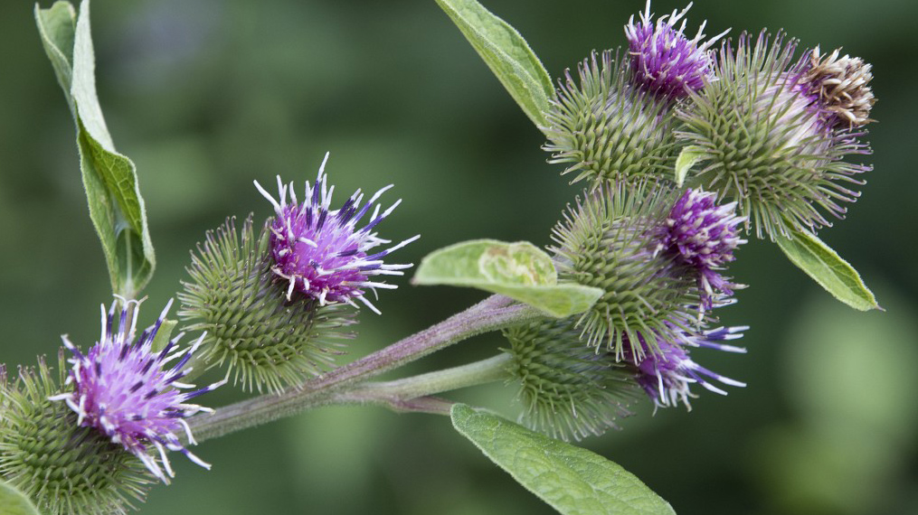 Arctium lappa 25, Grote klit, Saxifraga-Willem van Kruijsbergen.jpeg