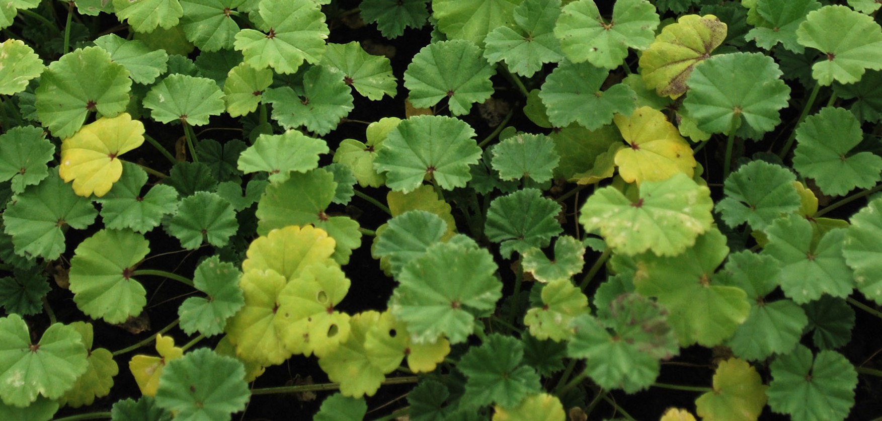 21711.1_Malva_rotundifolia.jpg