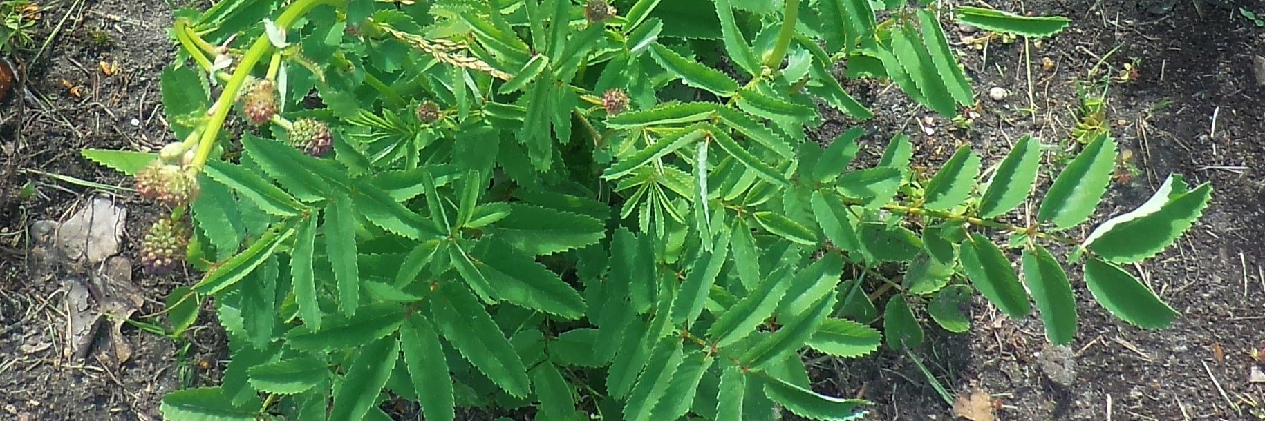 Sanguisorba_officinalis_21102.22.jpg