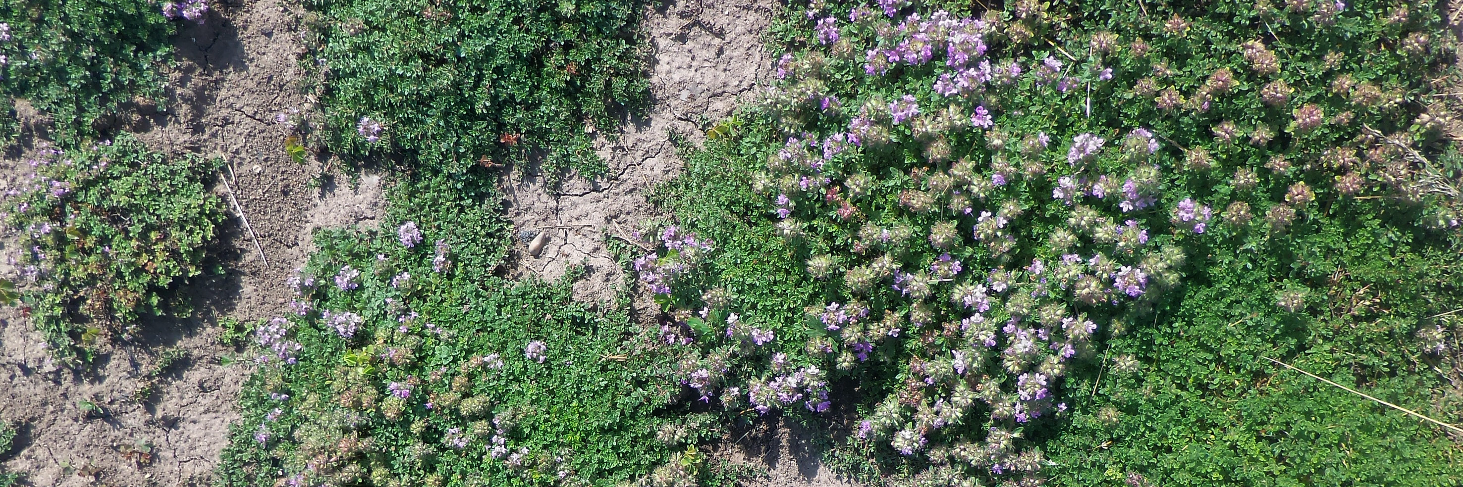 Thymus_praecox_ssp._arcticus_20051.1.jpg