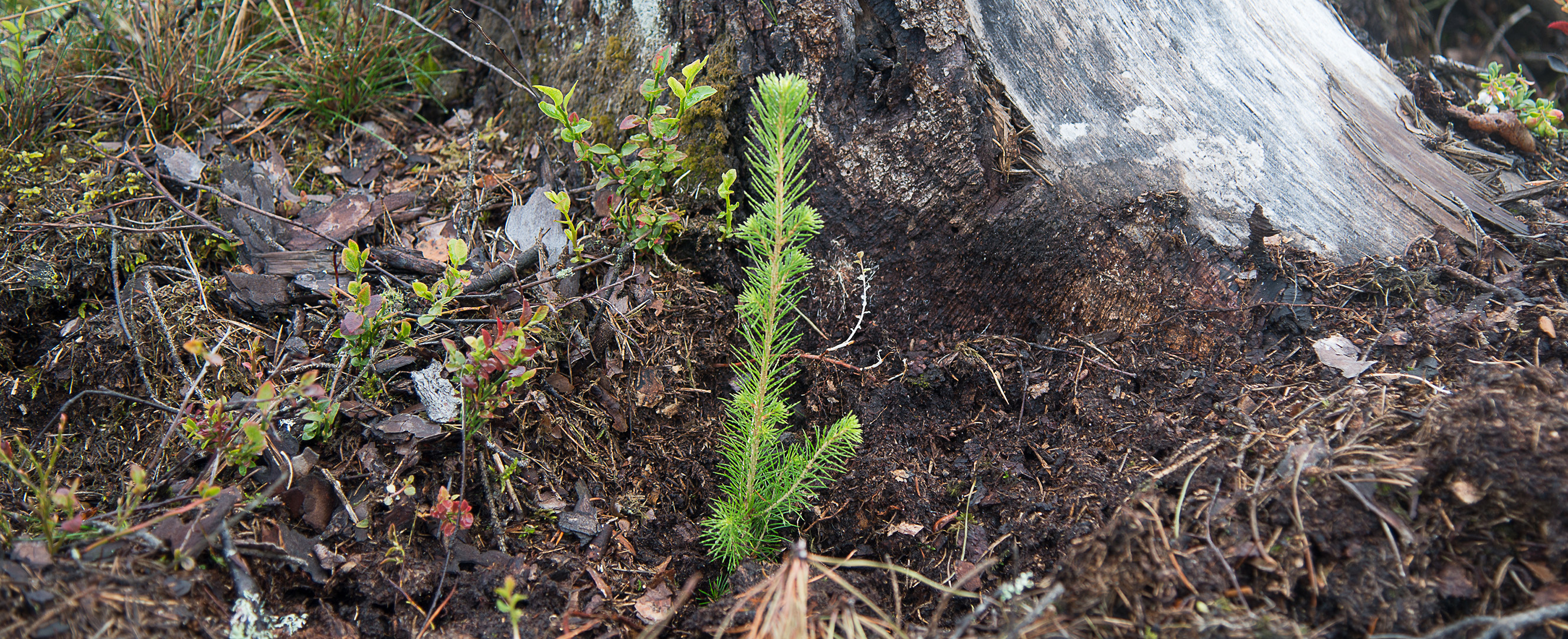 Top image of Spruce plant