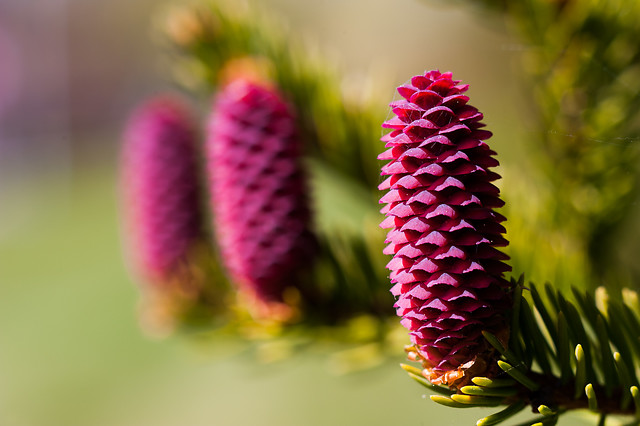 Spruce in bloom