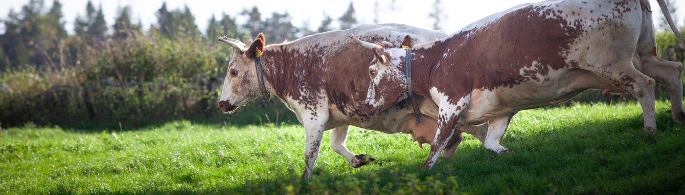 Two cows running over a green field with forest in the background