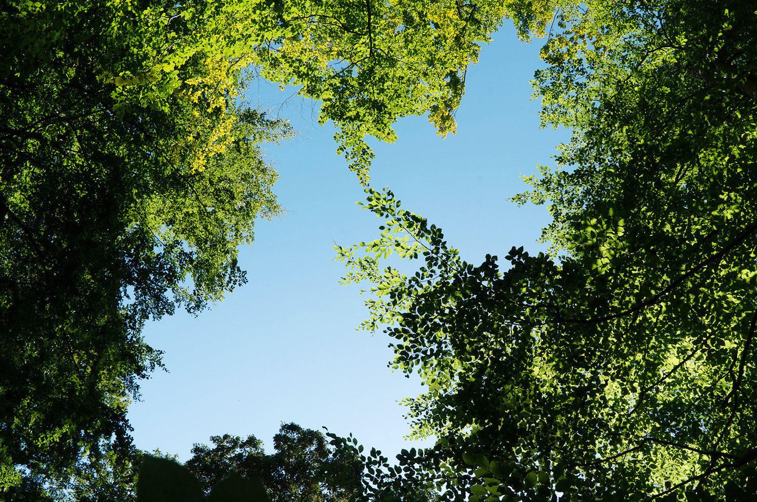 Beech forest with a clear blue sky