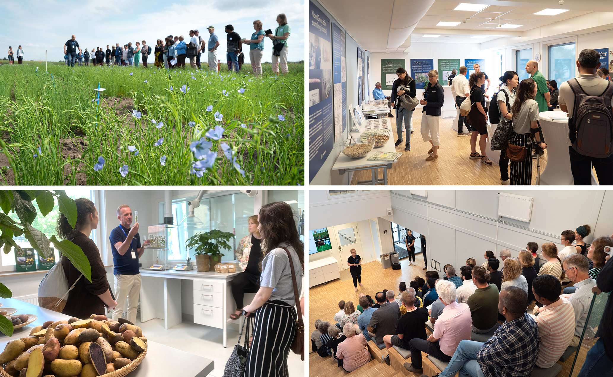 A collage showing the following: a group of people standing on a field with flax flowers in the foreground, a group of people indoors looking at posters on the walls, a man holding a test tube with potatoes in the foreground, a group of people listening to a woman 