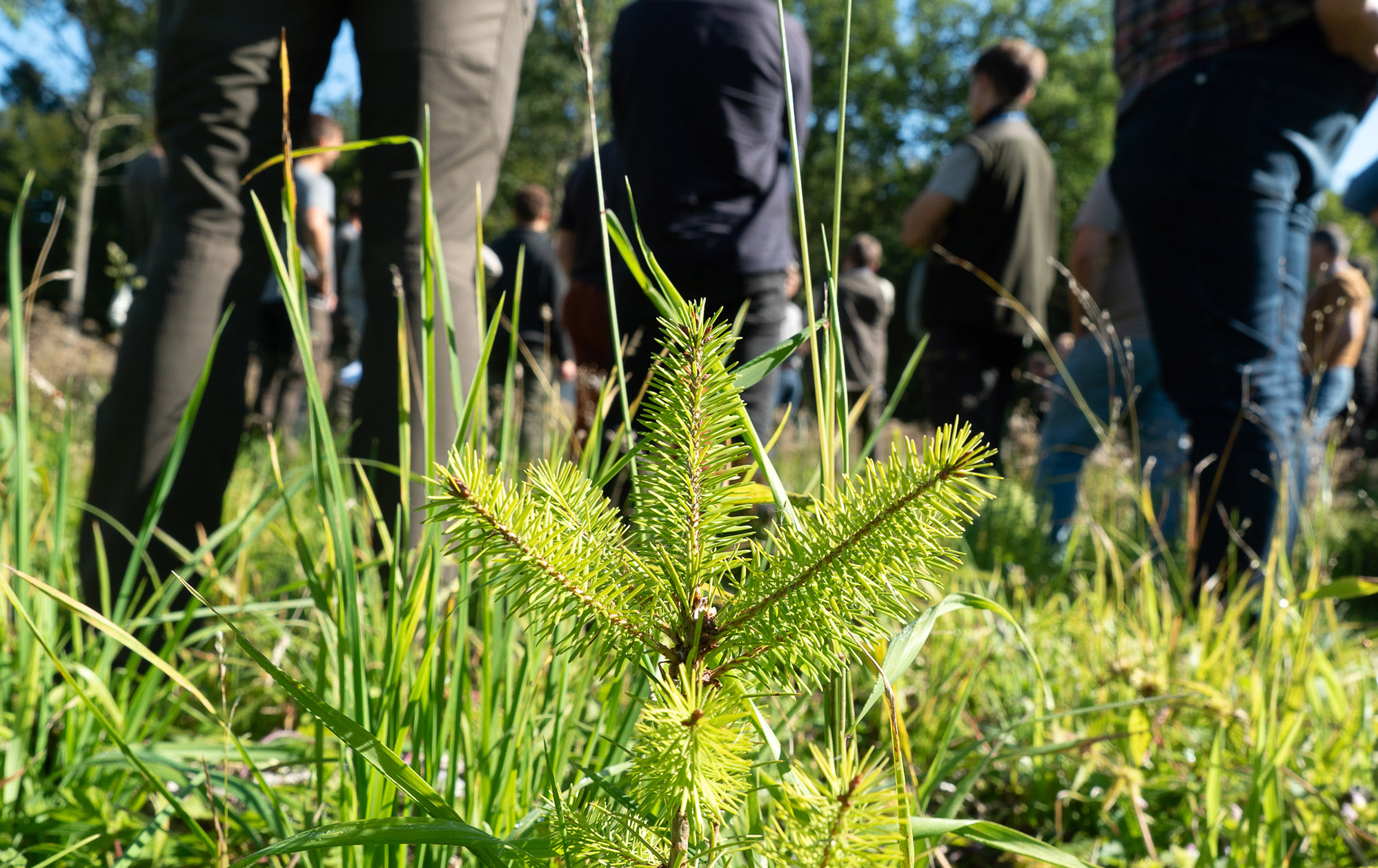 Close-up of a spruce plant, several persons is partly visible in the background.