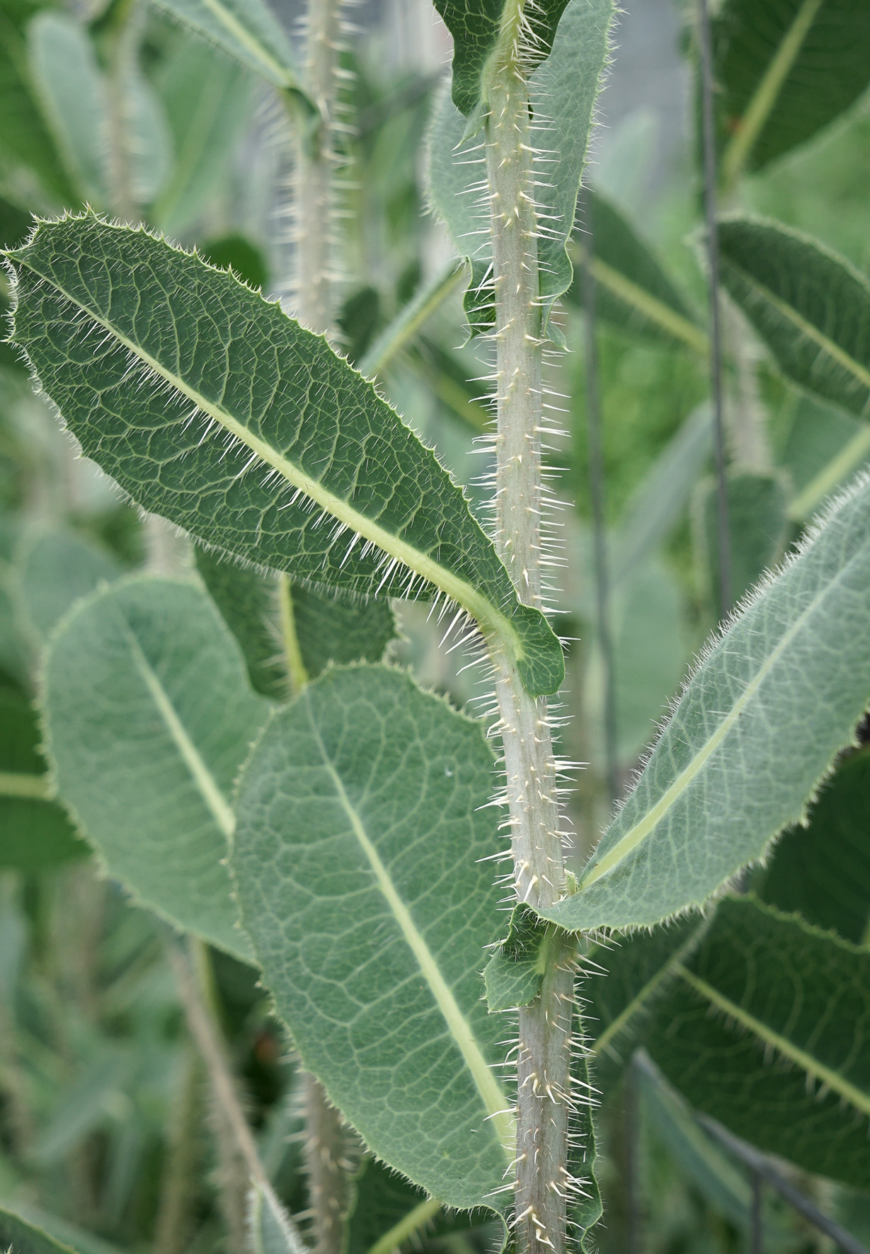 Close-up photo of a plant with green leaves and prickly stem. 