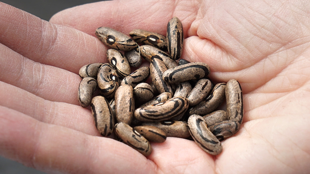 Close-up photo of a hand holding a little pile of bean seeds. 