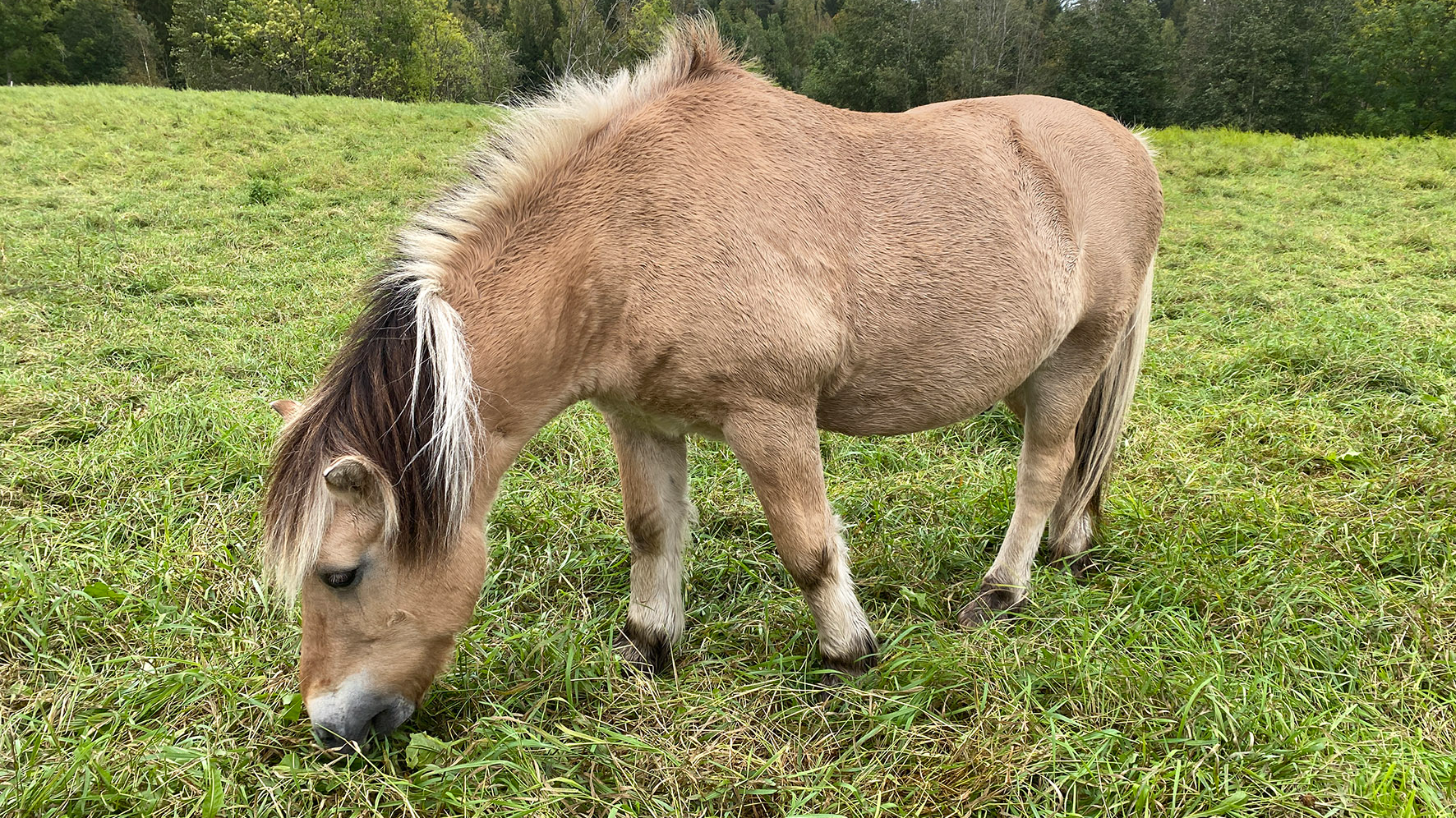 A horse eating grass on a green field. 