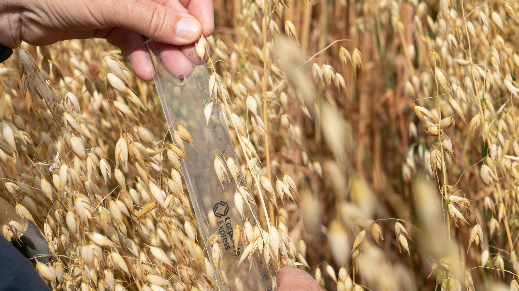 Two hands holding a ruler measuring an oat panicle.