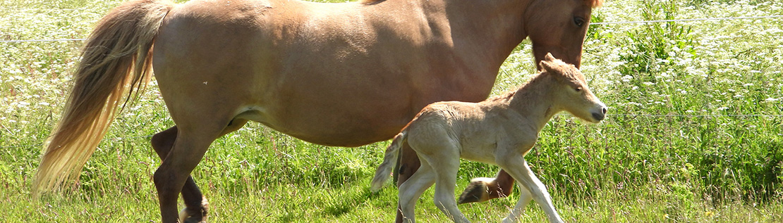 Foal and horse outside