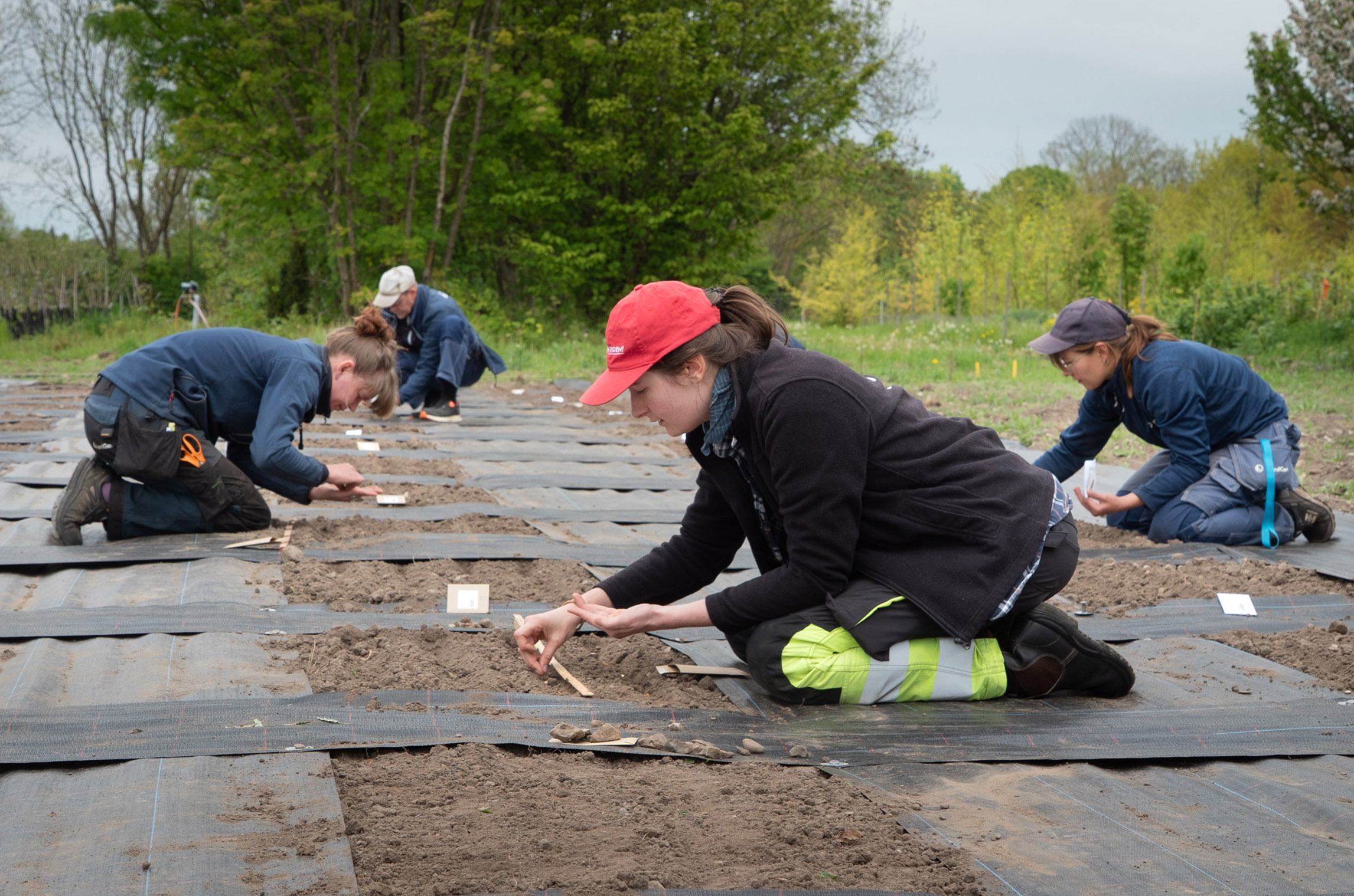 People sowing on a field