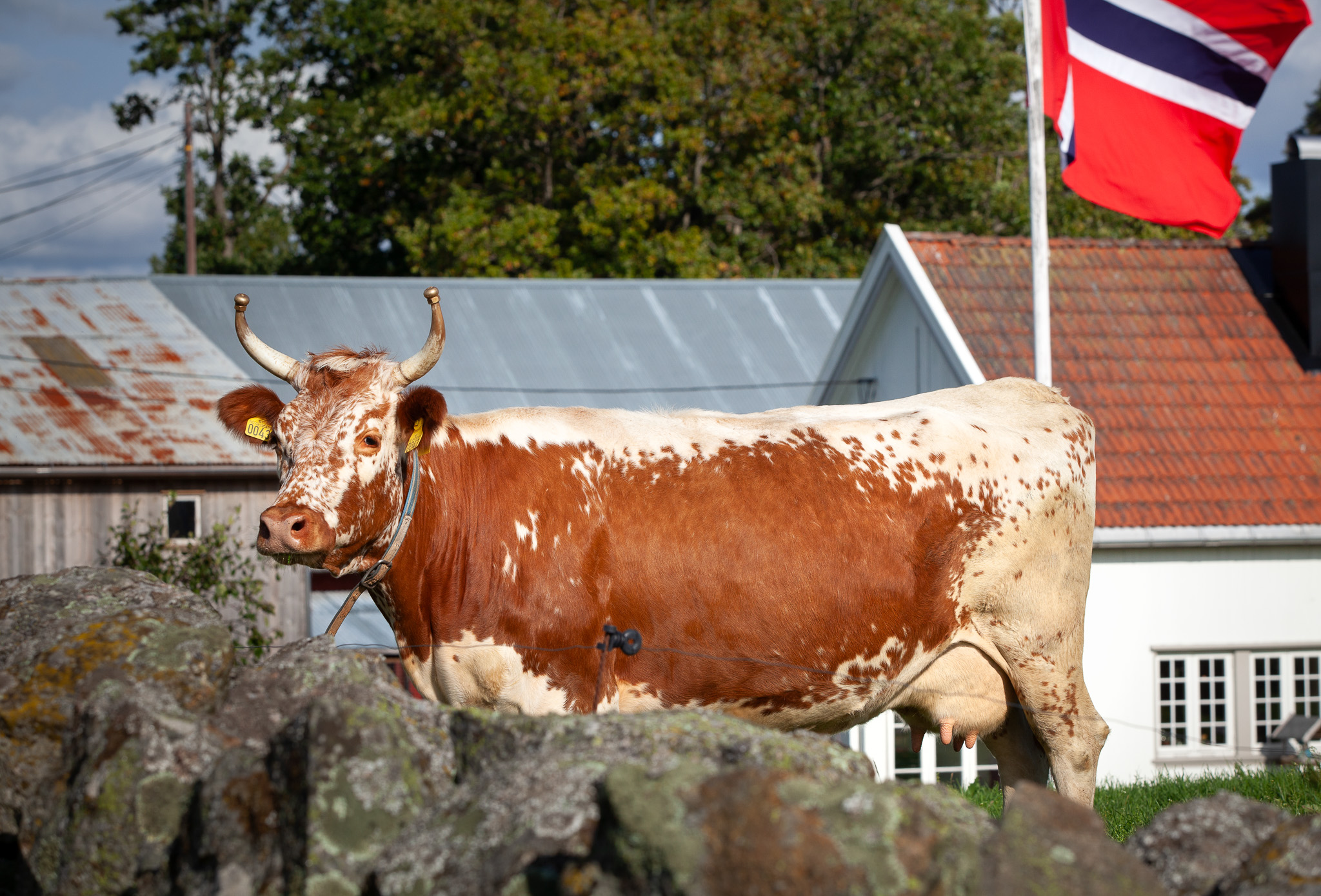 Cow standing outside, flag in the background