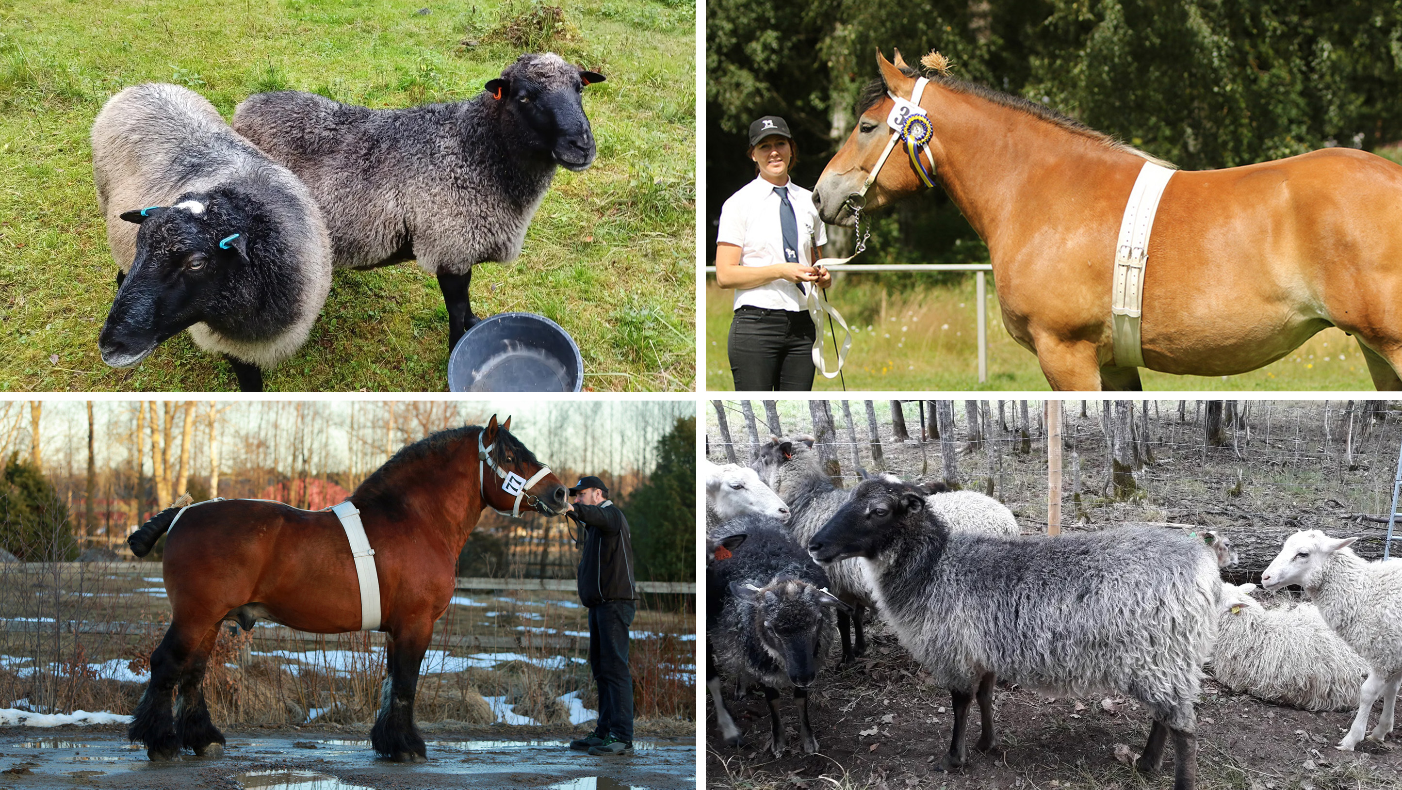Collage of four photos with horses and sheep