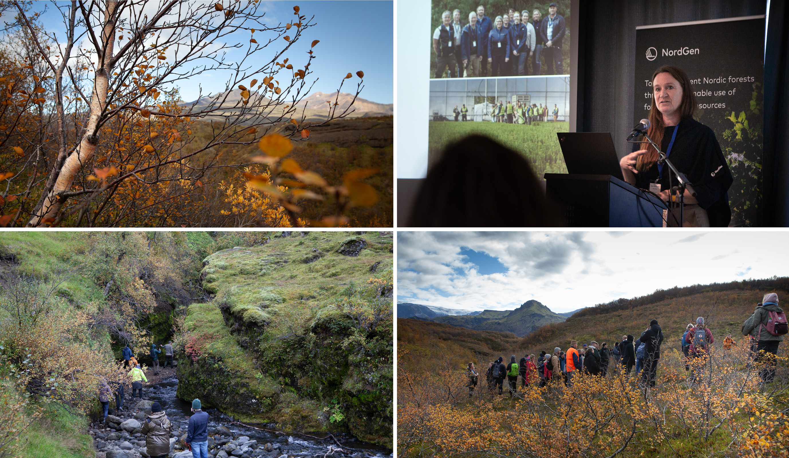 collage of four photos showing forest and people walking or talking