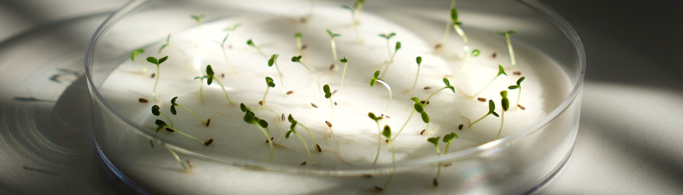 Small seedlings on a plastic plate