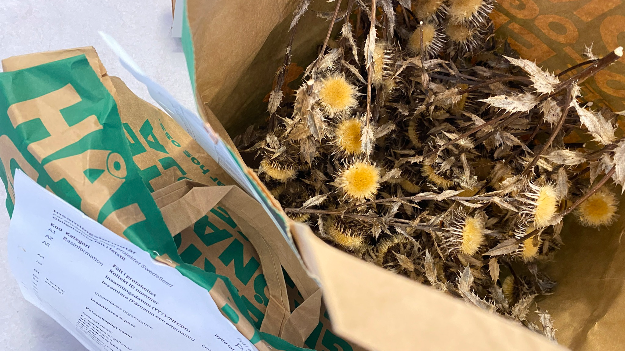Dried plants in a paper bag
