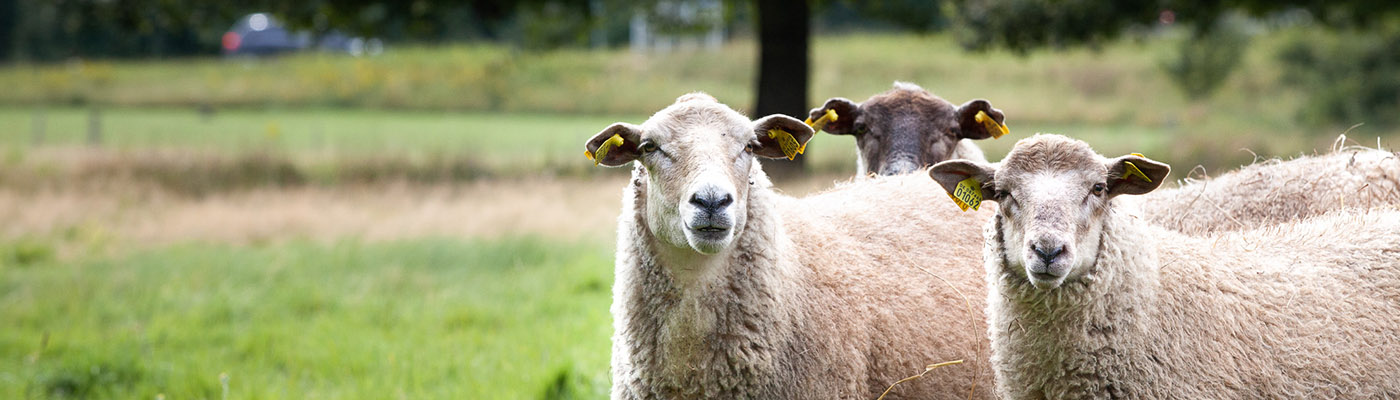 Three sheep outside
