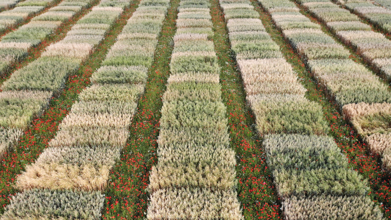 Drone photo of cultivation
