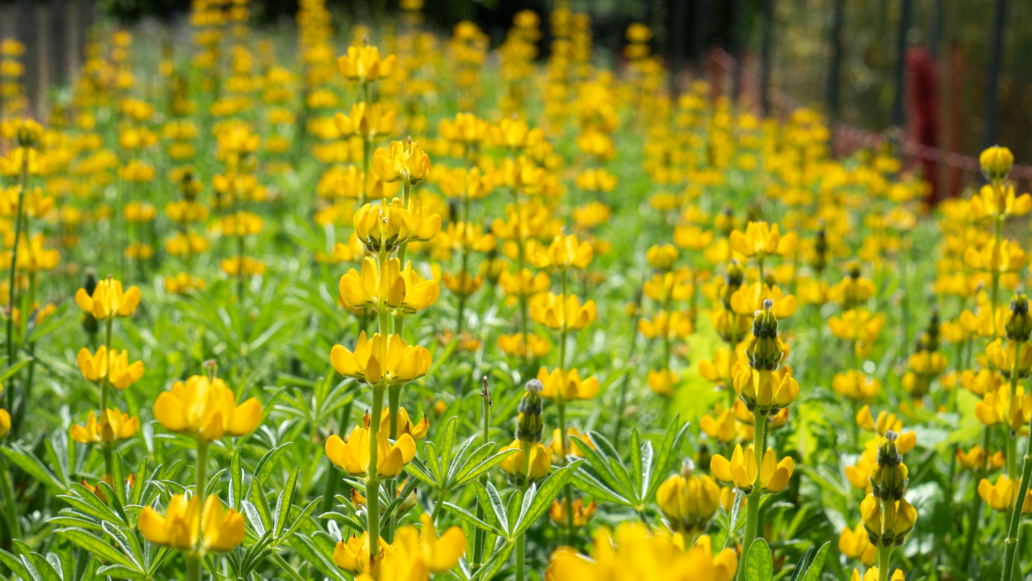 Field with yellow flowers 