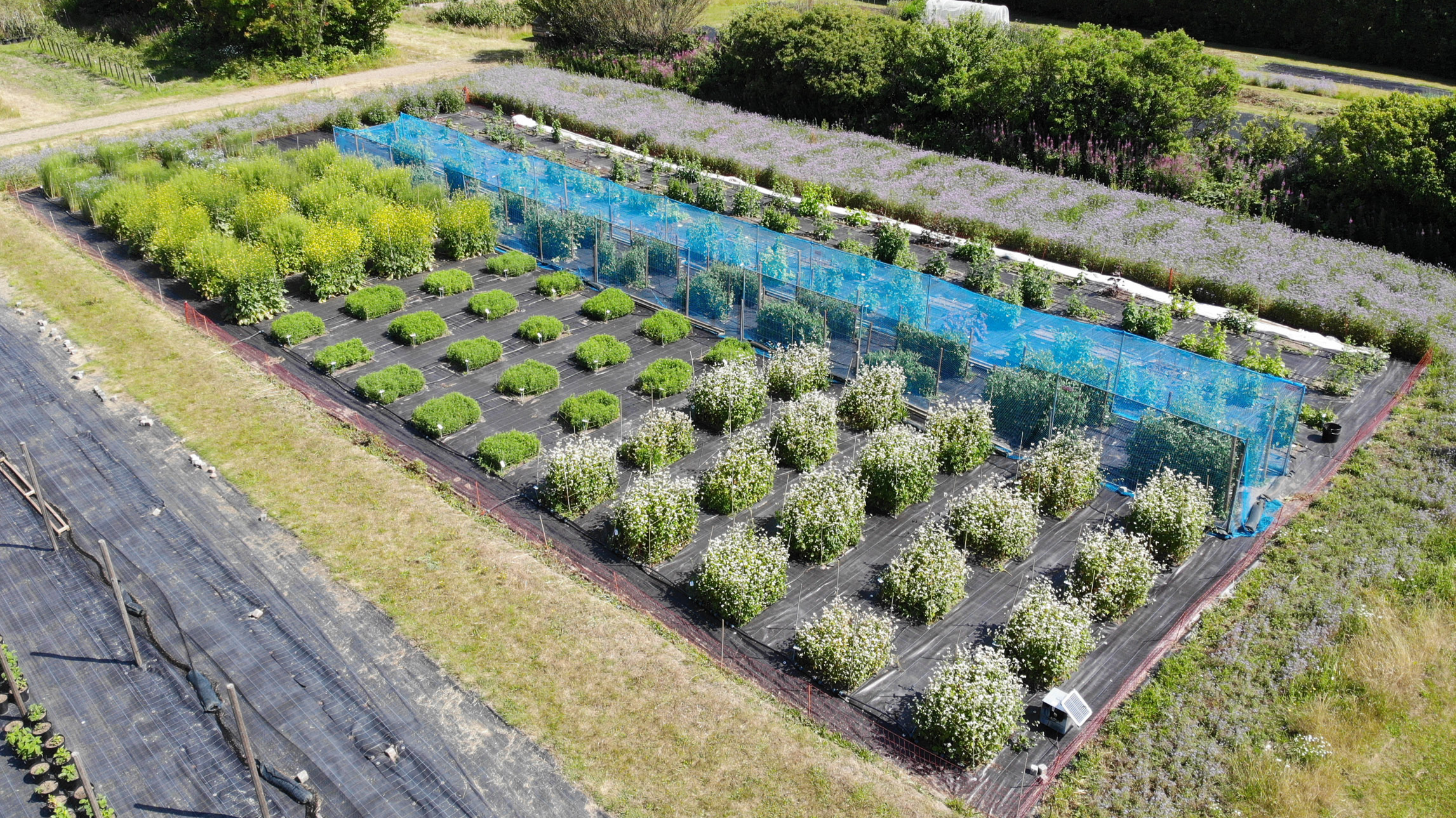 Field cultivation seen from above