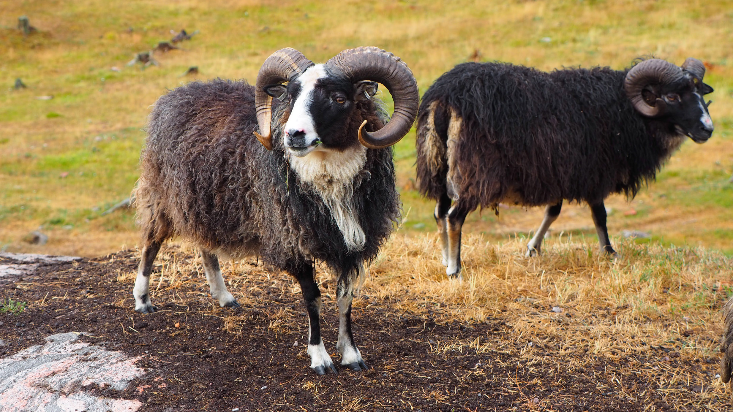 Two sheep standing outside