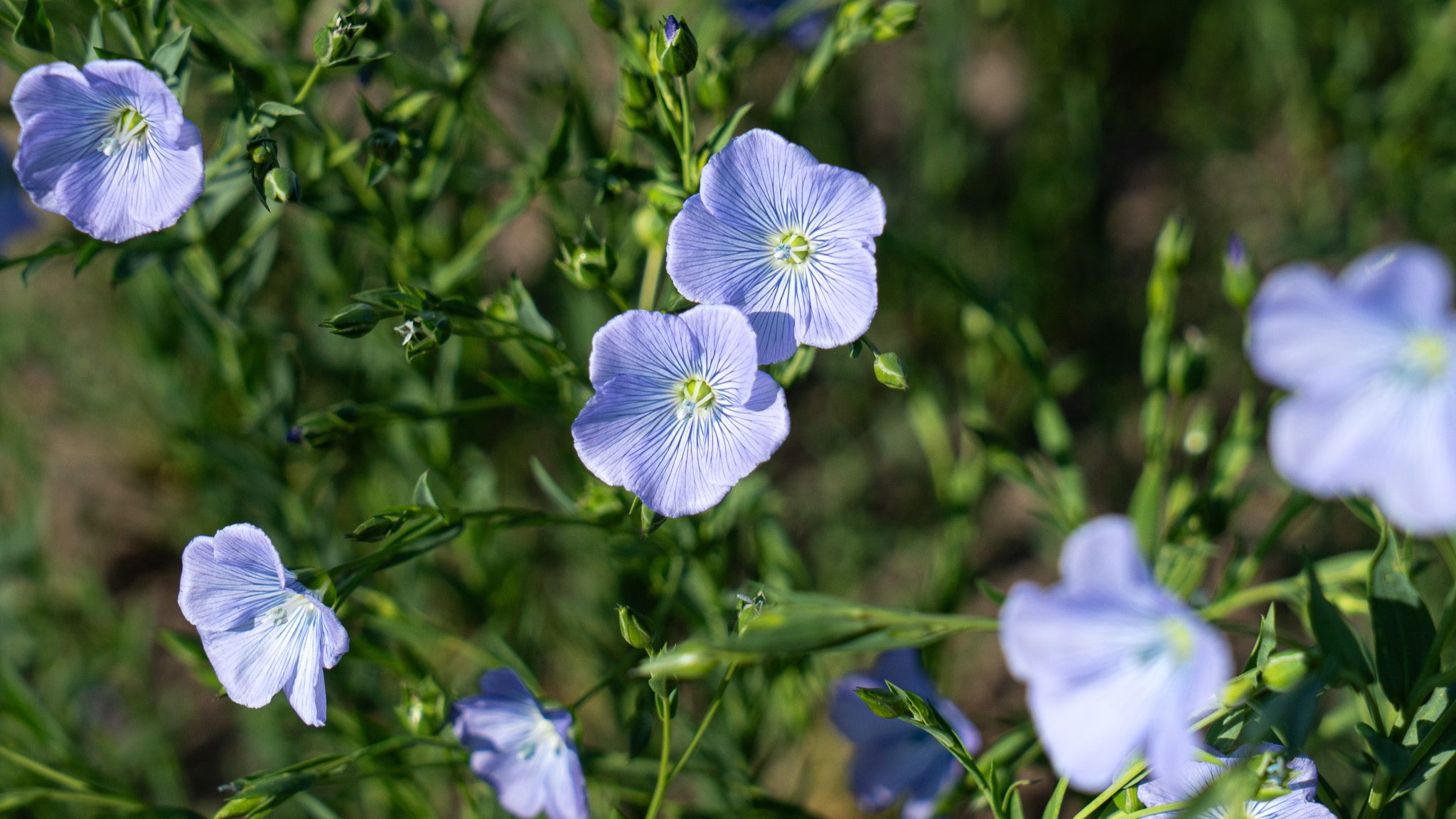 Blue flower