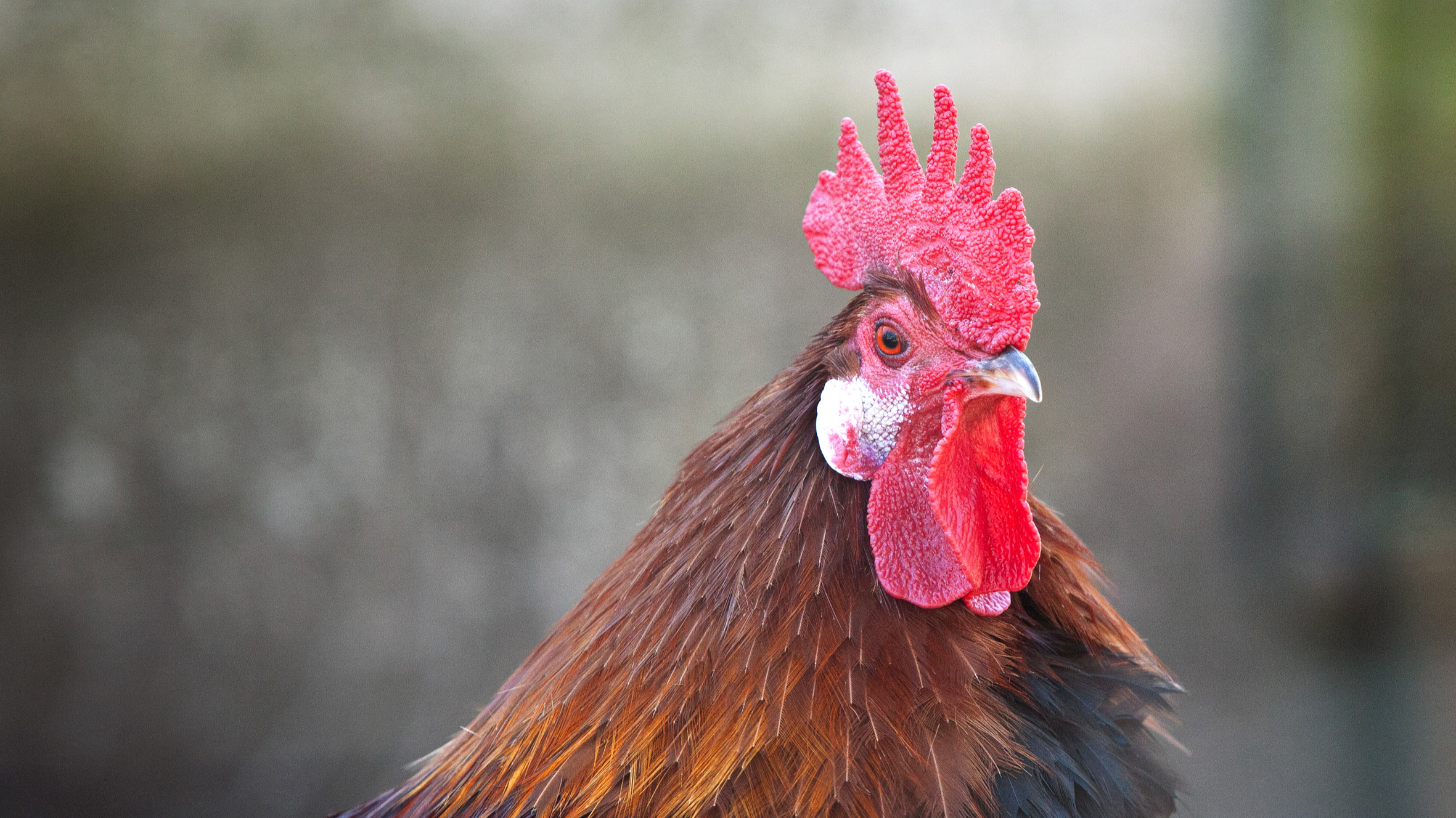 Closeup of a rooster