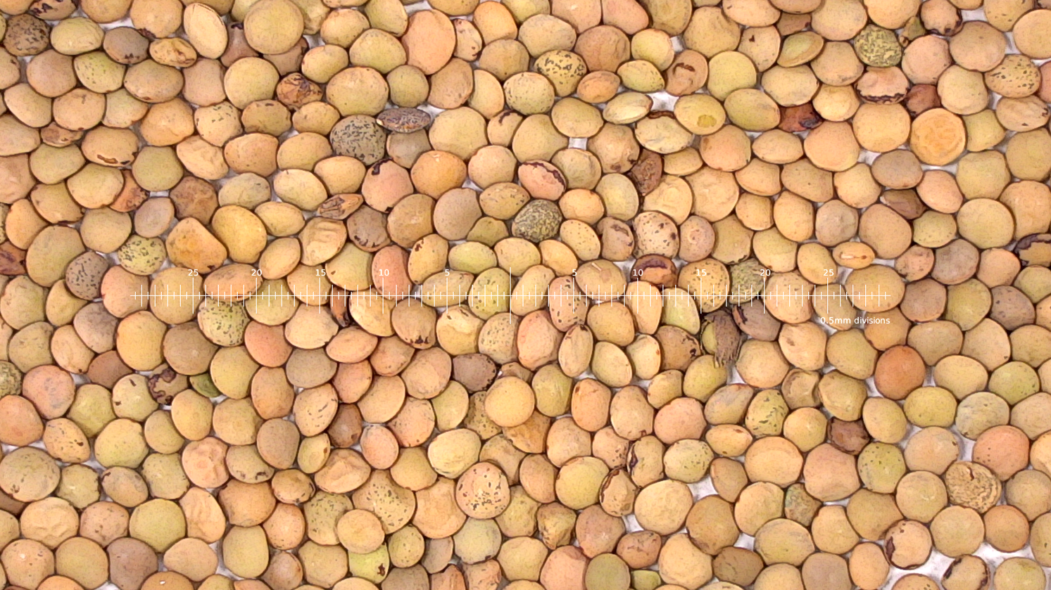 Many seeds 