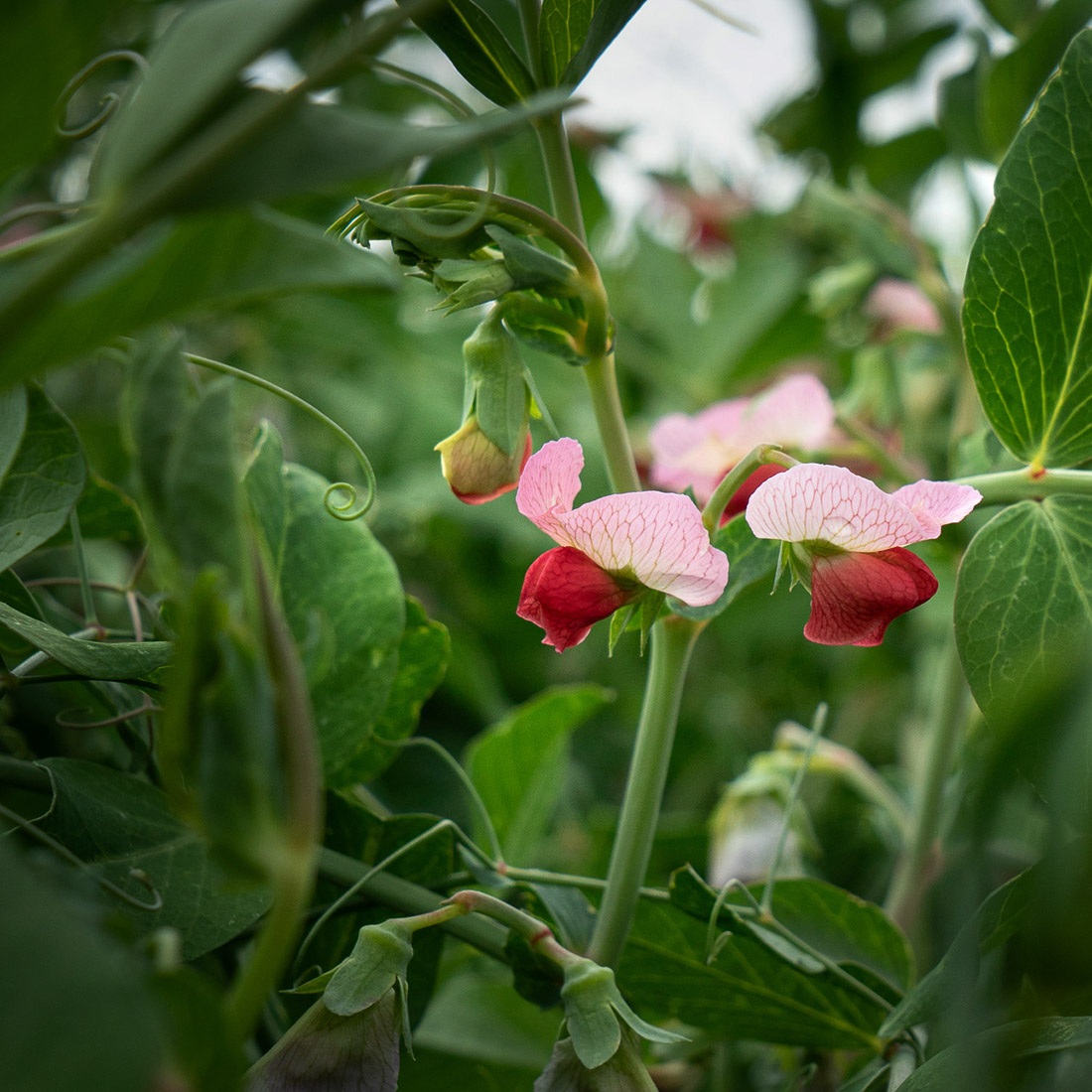 Photo of a plant