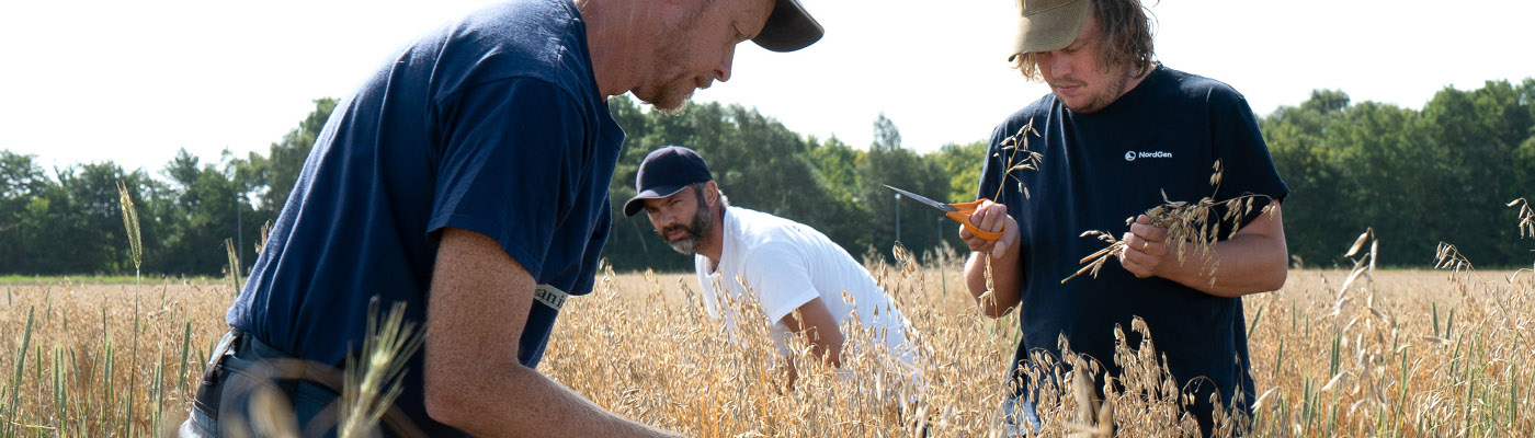 Men harvesting on a field