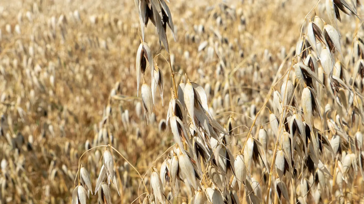 Field of cereals