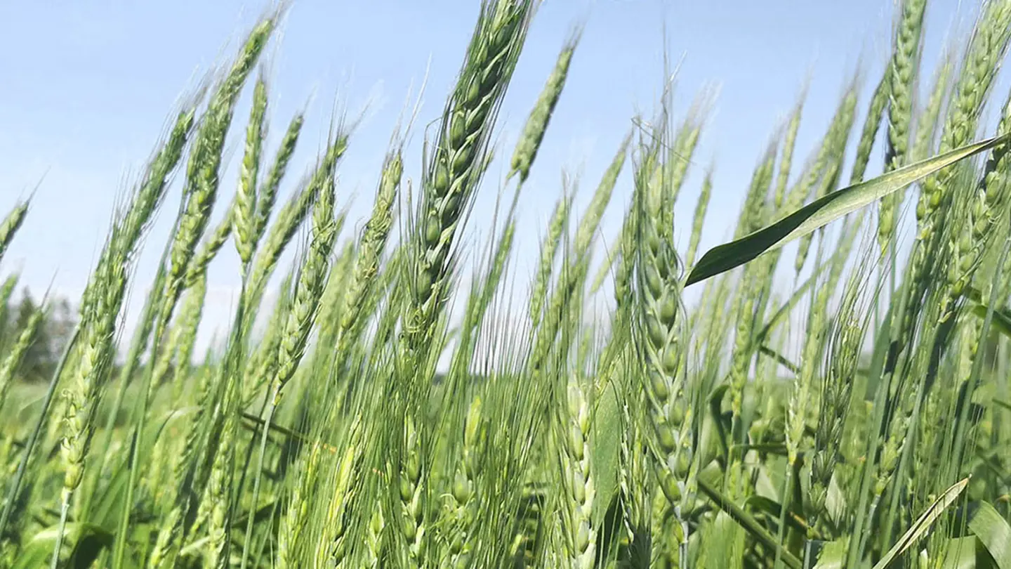 Field of cereals, green plants
