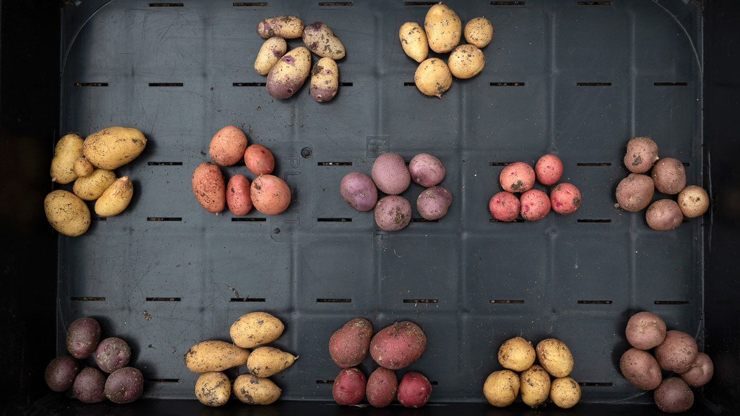 Potatoes with different colors