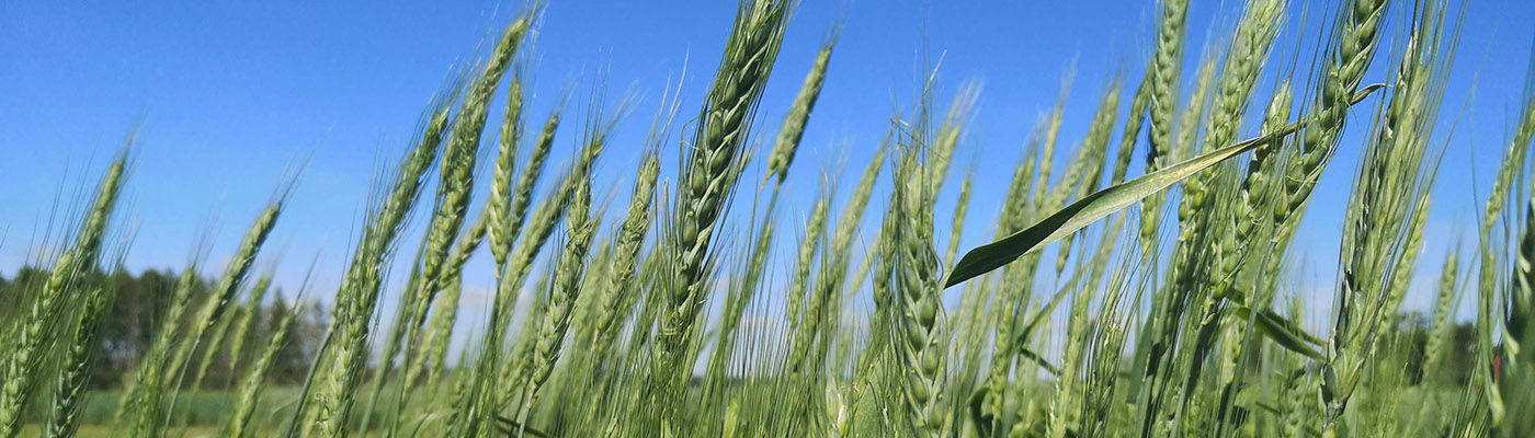 Green panicles of wheat growing in a field, blue sky in the background.  