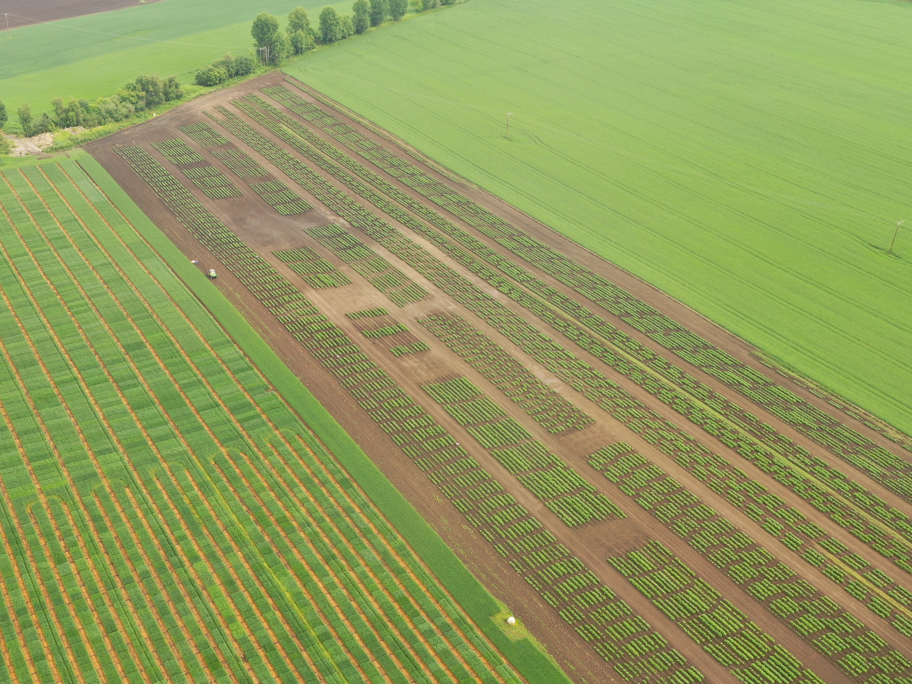 Field cultivation seen from above. 