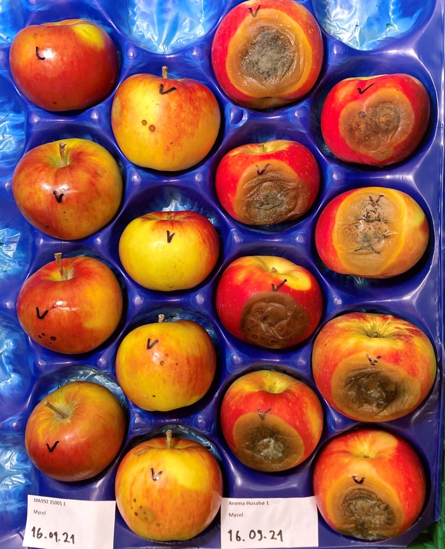 Apples in various stages of decay.