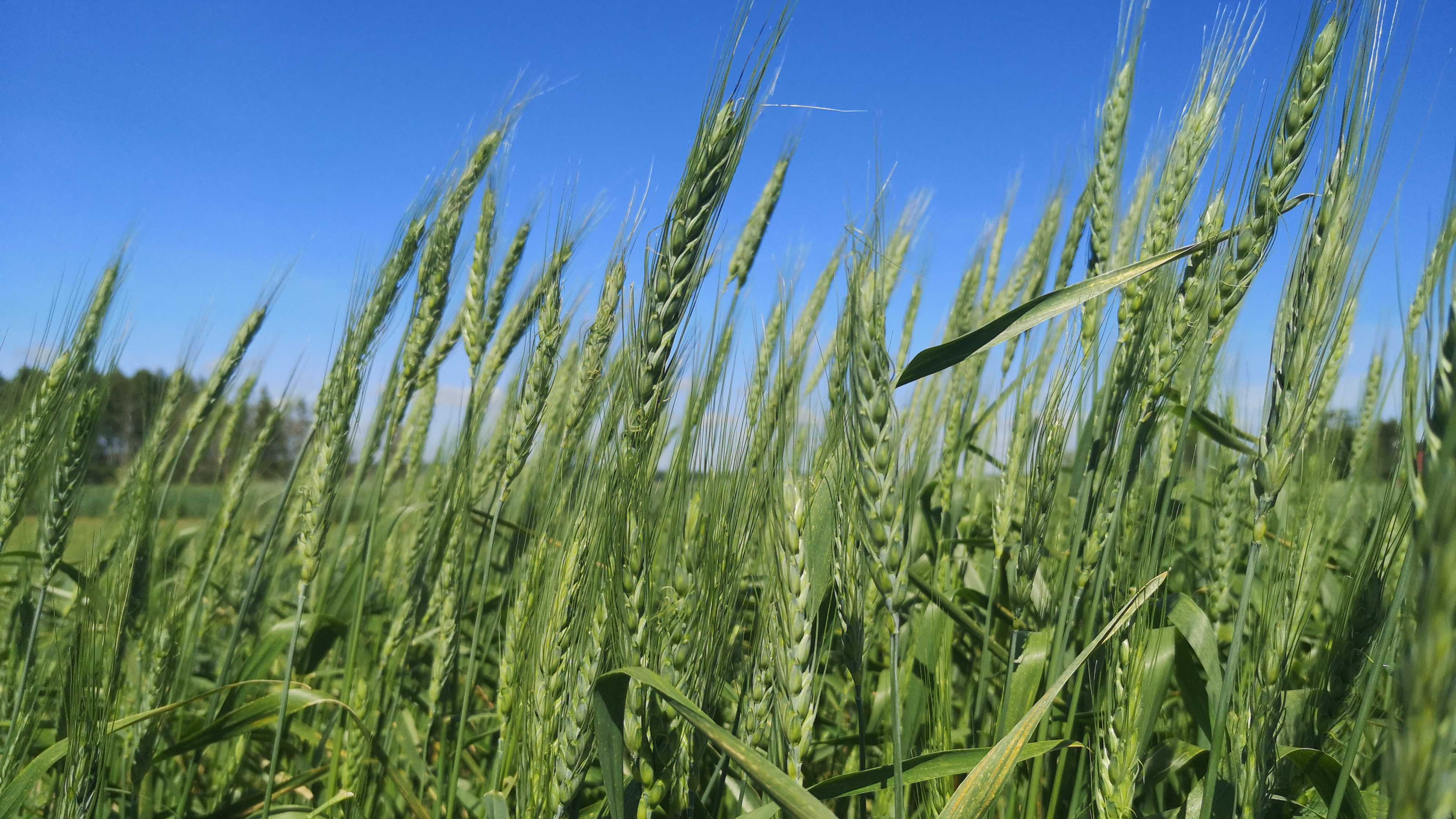 Panicles of green wheat plants growing in a field. 