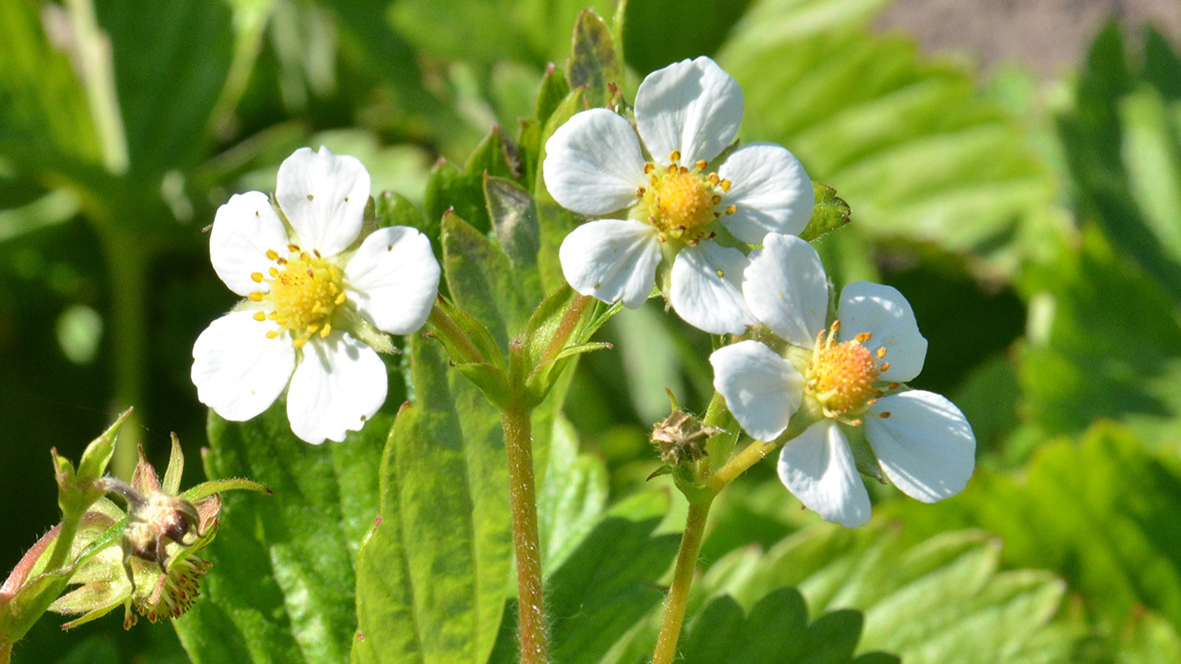 Detail of a strawberry plant showing the flowers. 