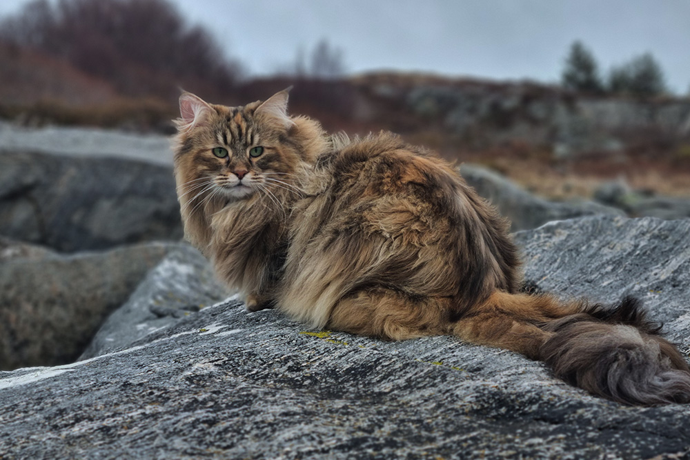 Norwegian Forest cat